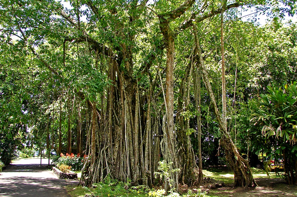 Banian tahitien, Ora Tahiti