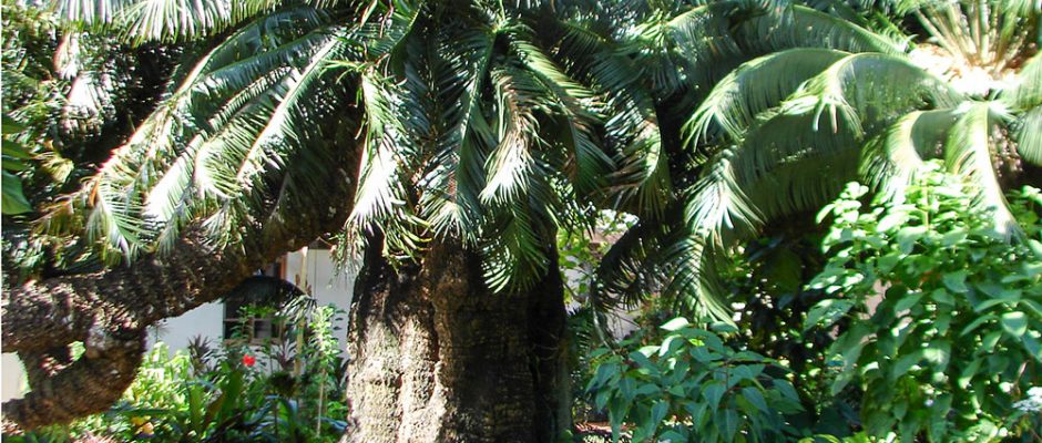 La vieille branche royale du cycas offerte à Pomare par le roi Louis Philippe, à Arue Tahiti