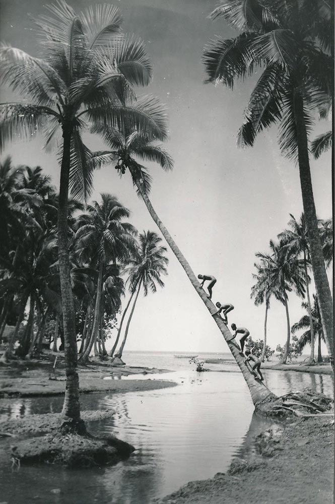 Enfants grimpant au cocotier. Tahiti 1940 Photo Paul-Isaac-Nordmann
