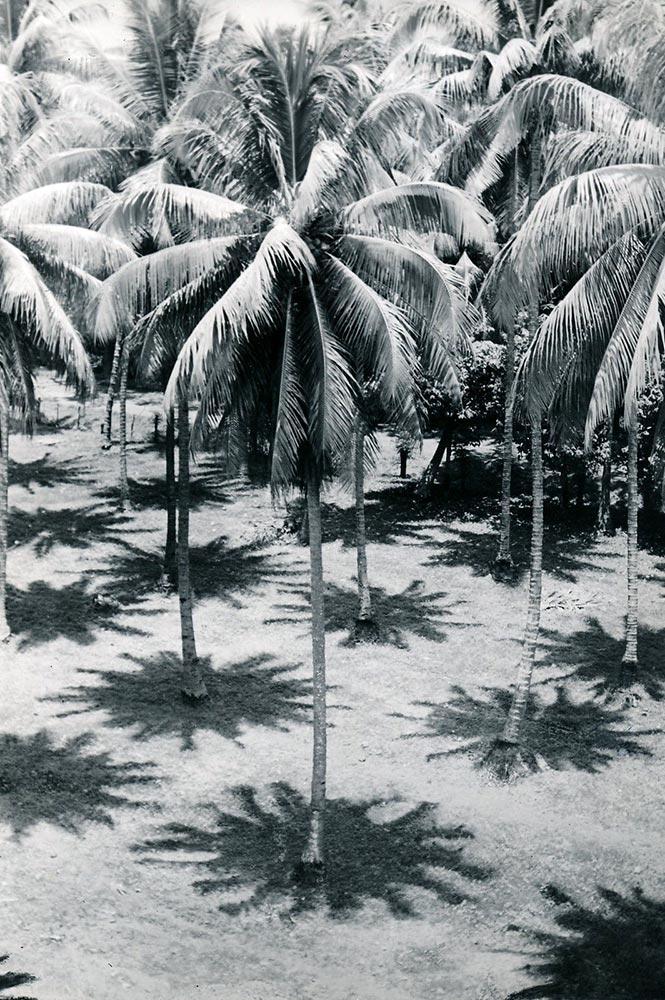 Ombres de cocotiers indiquant midi. Tahiti 1940 Photo Paul-Isaac-Nordmann