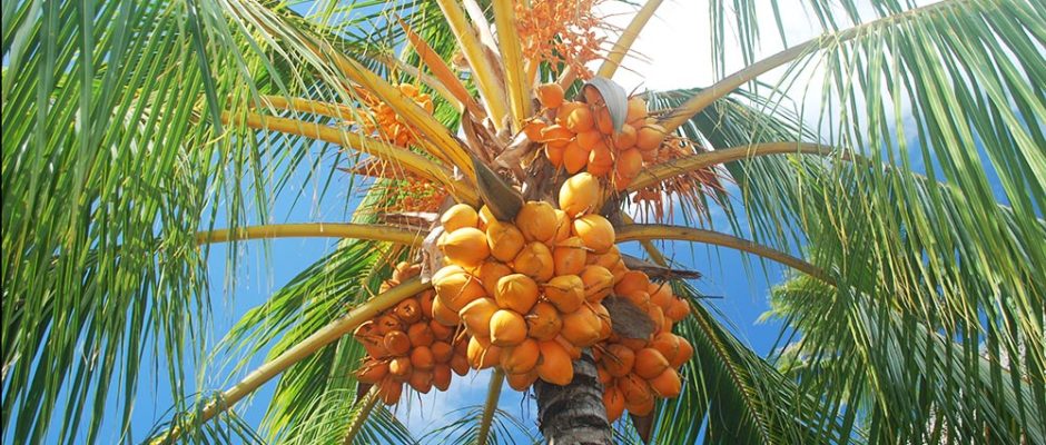 Cocotier avec noix de coco