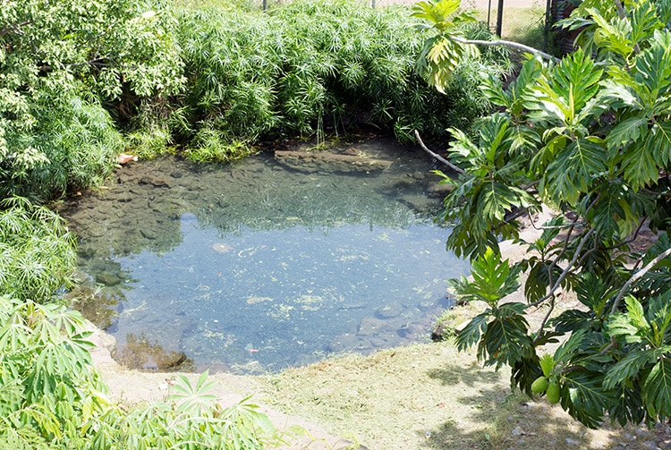 Source de Hotuarea, Faa'a, Tahiti. © Tahiti Heritage 2015