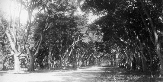 Avenue de la Fataua à Papeete en 1887. Photo George Valentine