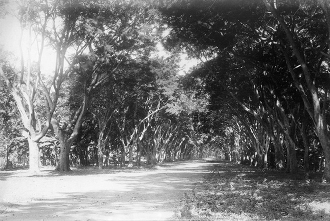 Avenue de la Fataua à Papeete en 1887. Photo George Valentine