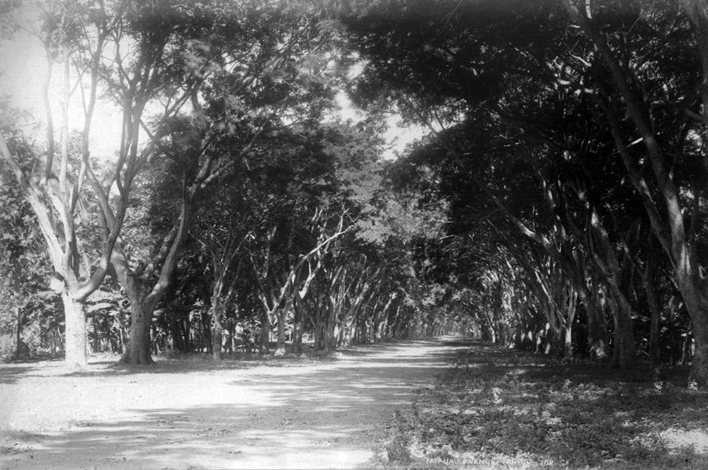 L'avenue de la Fautaua à Papeete en 1887. Photo F. Holmes 