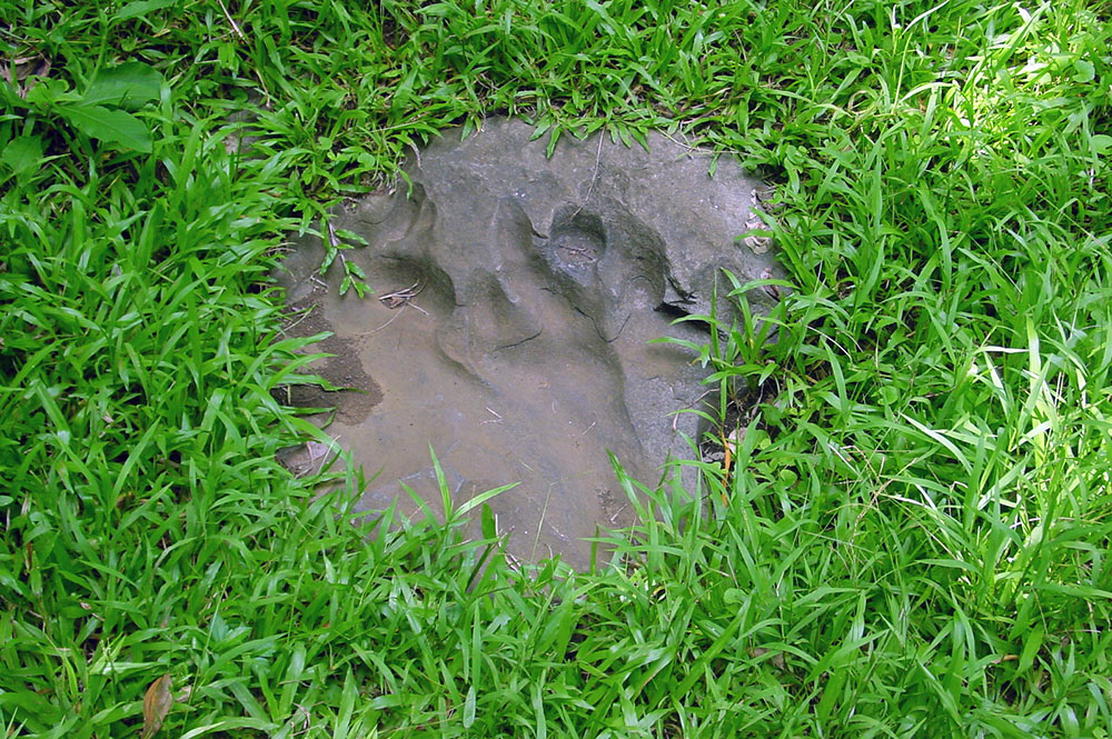 Empreinte de la patte du chien, Huahine. Photo Tahiti Heritage