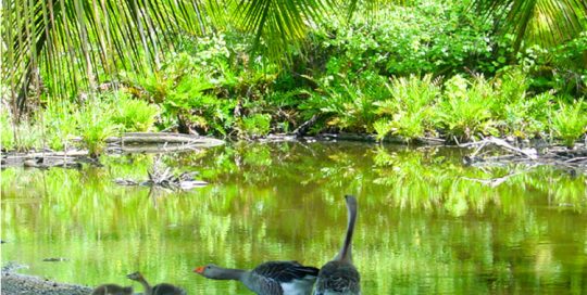 Source Oro vai à Papara. © Tahiti Heritage