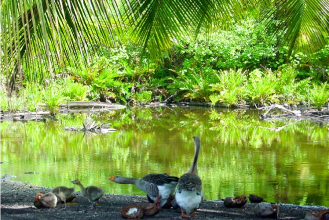 Source Oro vai à Papara. © Tahiti Heritage