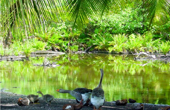 Source Oro vai à Papara. © Tahiti Heritage