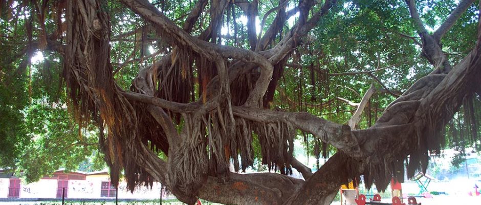 Vieil ora tahiti de la maison des jeunes de Pirae, en 2012