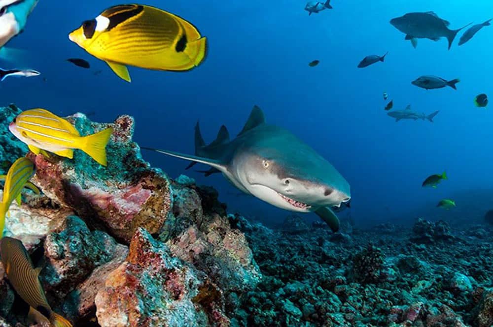 Requin citron. Photo Sylvain Girardot
