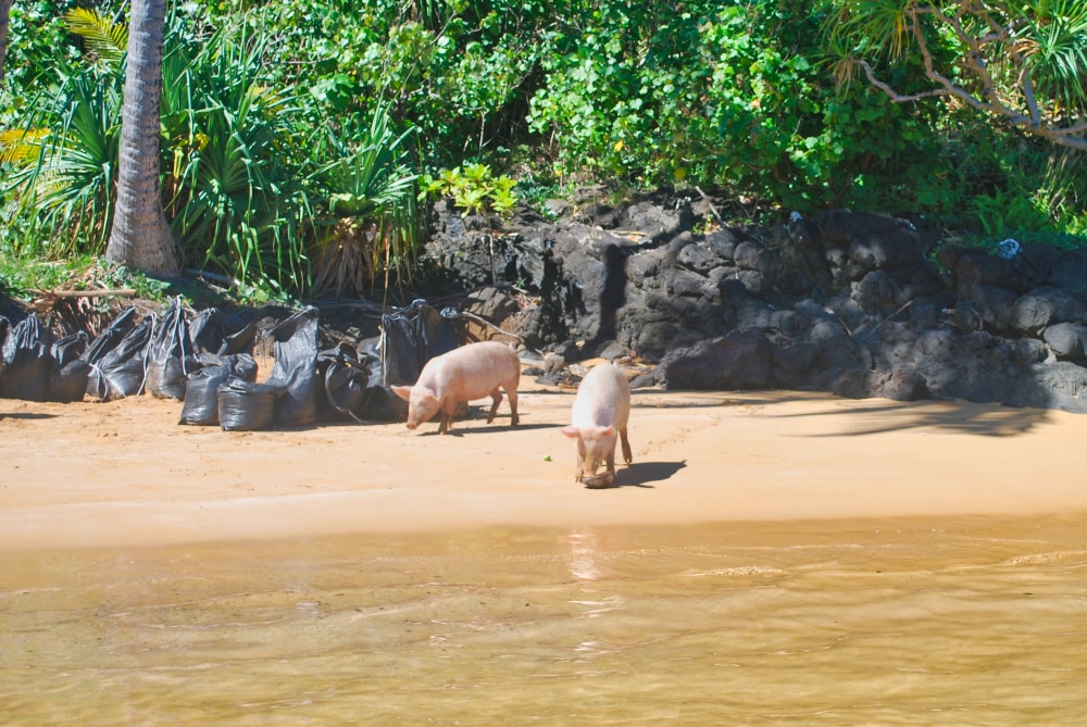 Extraction de sable rose sur la plage Onemea à Taravai, 2012 © Tahiti Heritage
