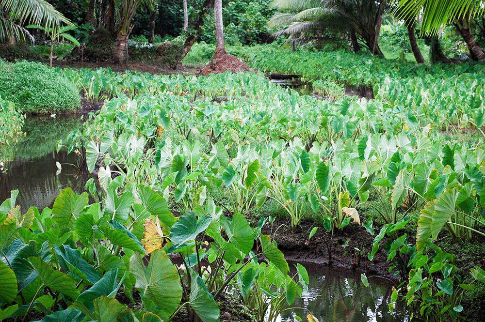 Tarodières de Tautira, Tahiti © Tahitiheritage