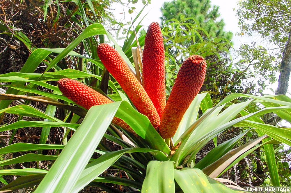 Freycinetia arborea, Ieie, Pandanus pour papillons © Tahiti Heritage