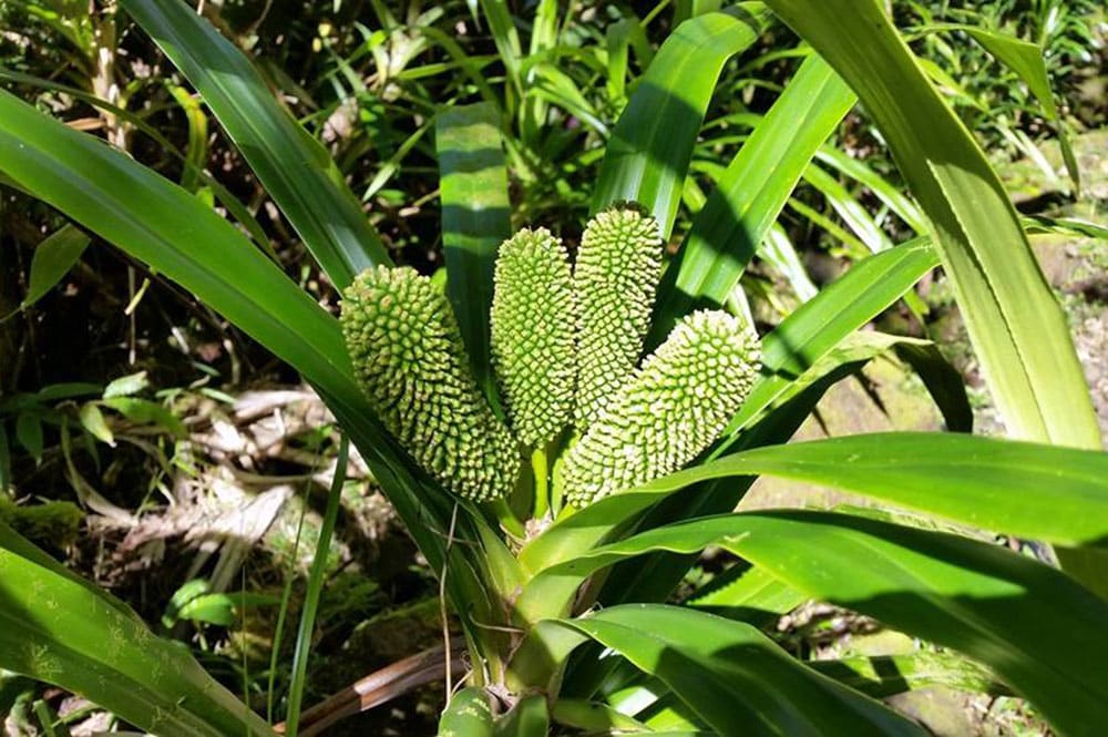 Freycinetia arborea, Ieie, Pandanus pour papillons . Chantal Alexandre Tahiti iti