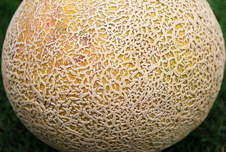 Peau de melon brodé de Tahiti