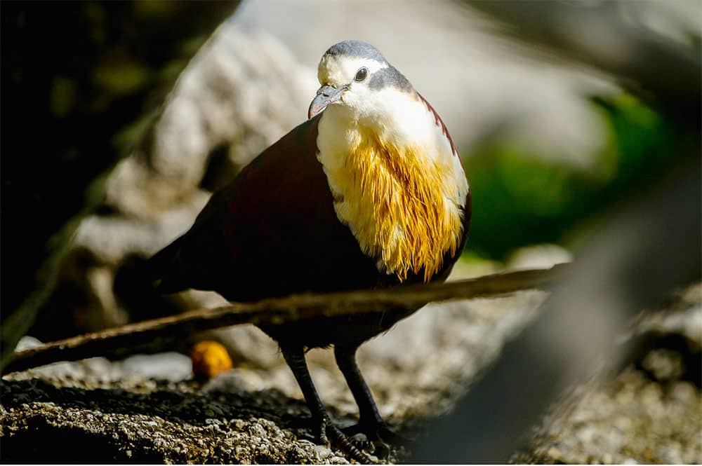 Tutururu ou Gallicolombe erythroptère