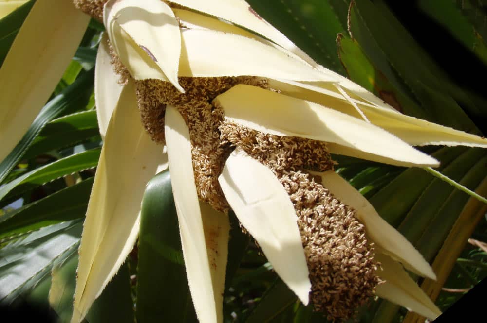 Hinano, fleur du pandanus