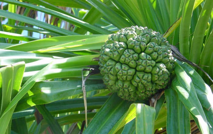 Fruit vert du Pandanus tectorius © Tahiti Heritage