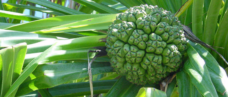 Fruit vert du Pandanus tectorius © Tahiti Heritage