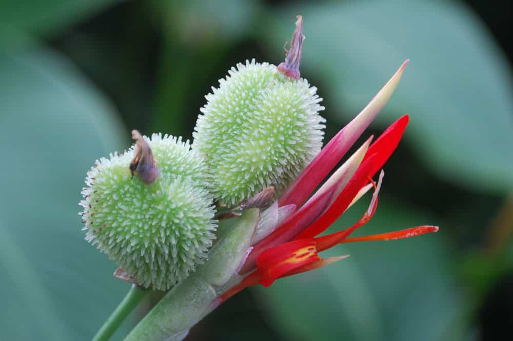 Graines de Canna de Tahiti © Tahiti Heritage