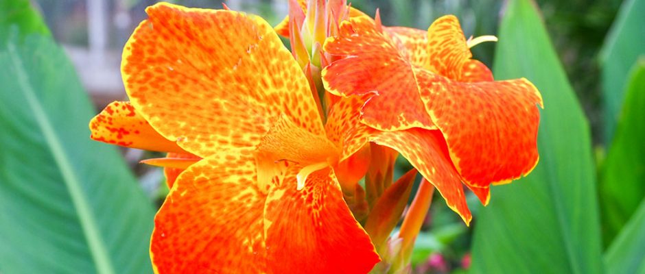 Balisier, Canna de Tahiti, jaune et orange © Tahiti Heritage