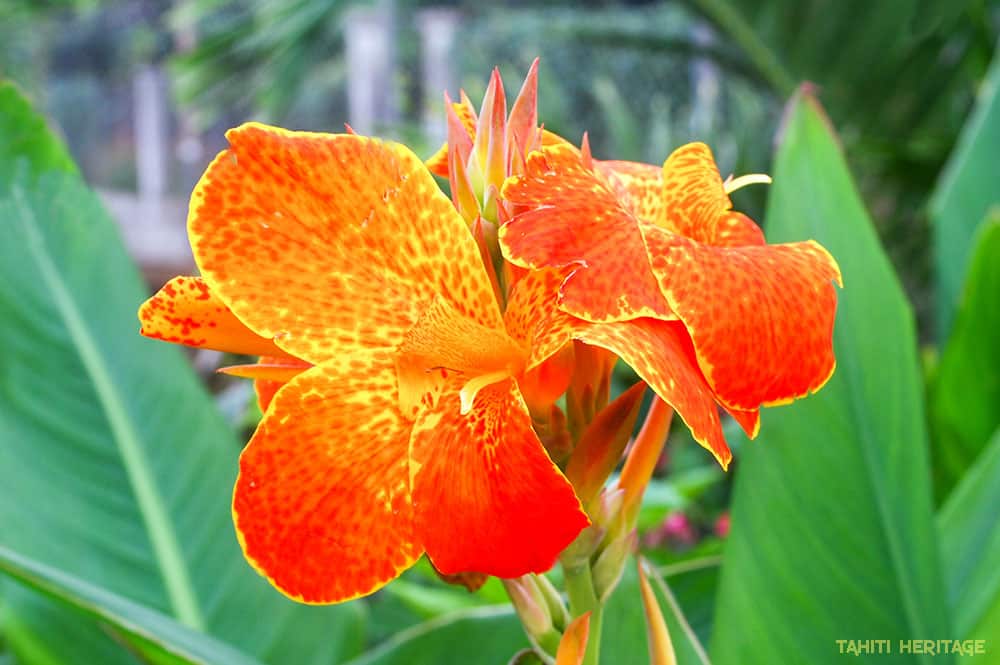 Balisier, Canna de Tahiti, jaune et orange © Tahiti Heritage