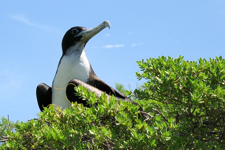 Motu Kiria, dît aux oiseaux à Fakarava. Photo Magali