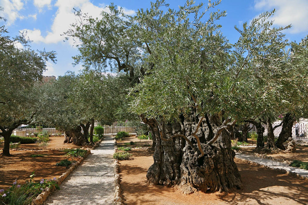 Jardin de Gethsemanii à Jerusalem