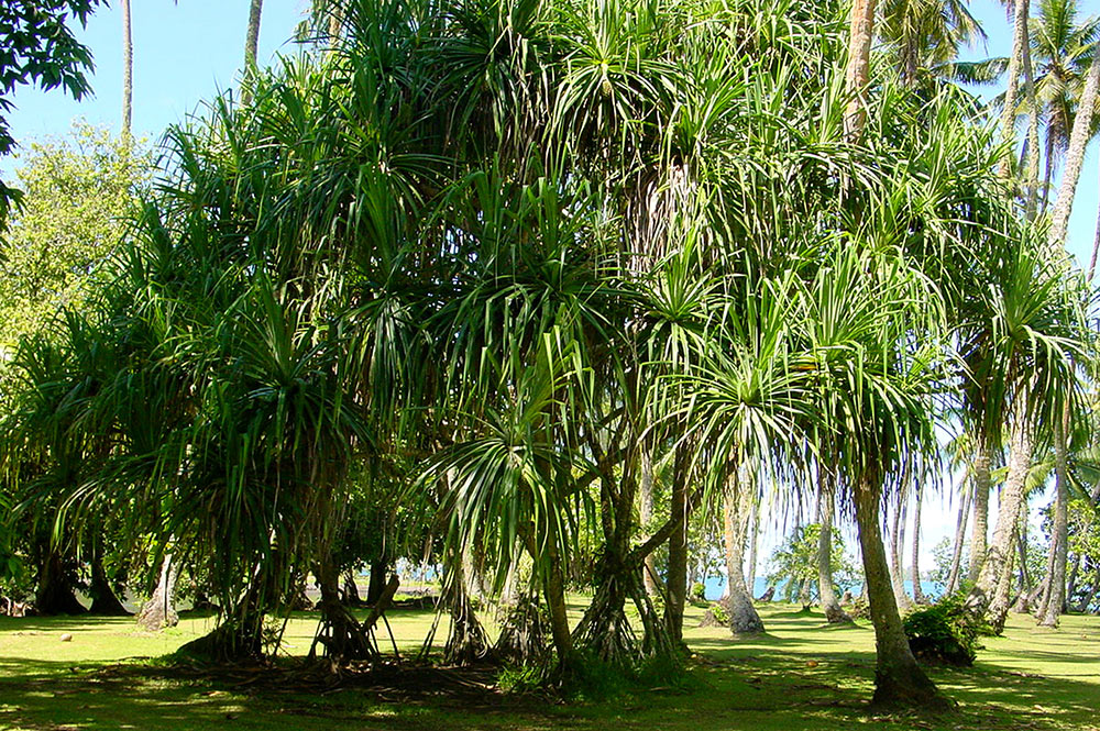 Bosquet de pandanus au jardin botanique de Tahiti