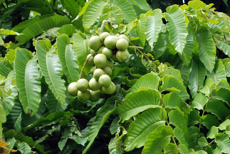 Pometier, Kava - Pometia-pinnata