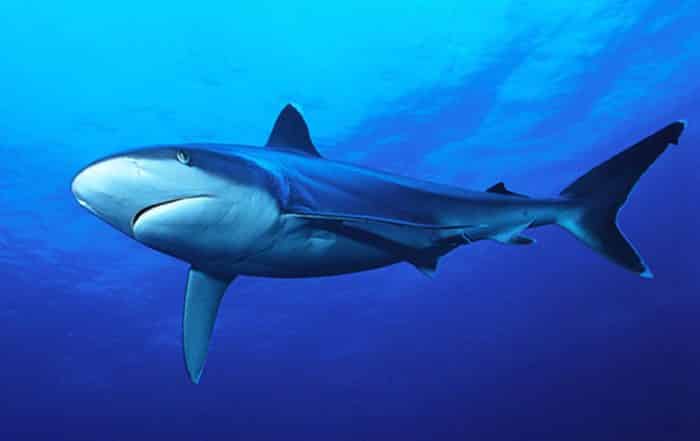 Requin, tapete. Photo Sylvain Girardot