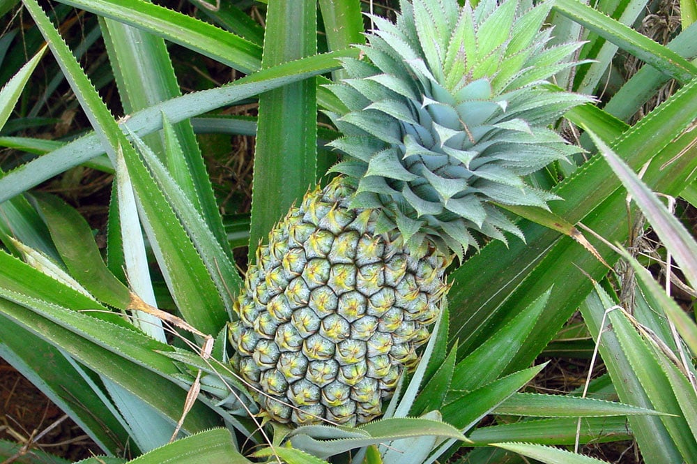 Ananas variété Queen Tahiti. © Tahiti Heritage