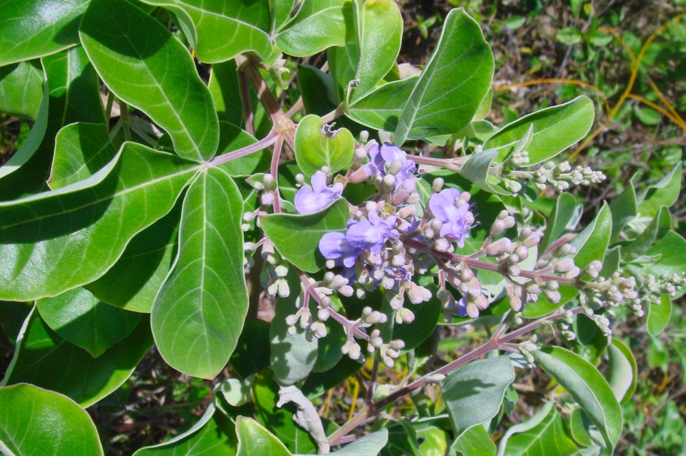 Fleurs odorantes de la grotte Opereue à Anaa