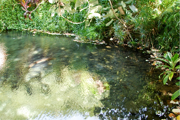 Source Vaiuratama d'Arue, Tahiti