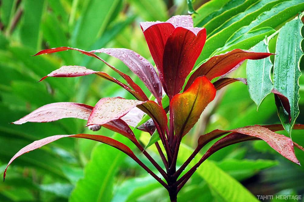 Auti de Tahiti - Cordyline © Tahiti Heritage