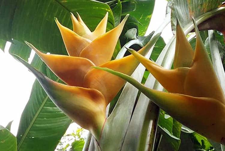 Balisier des Caraïbes, Heliconia queue de poisson, Heliconia Buhea 