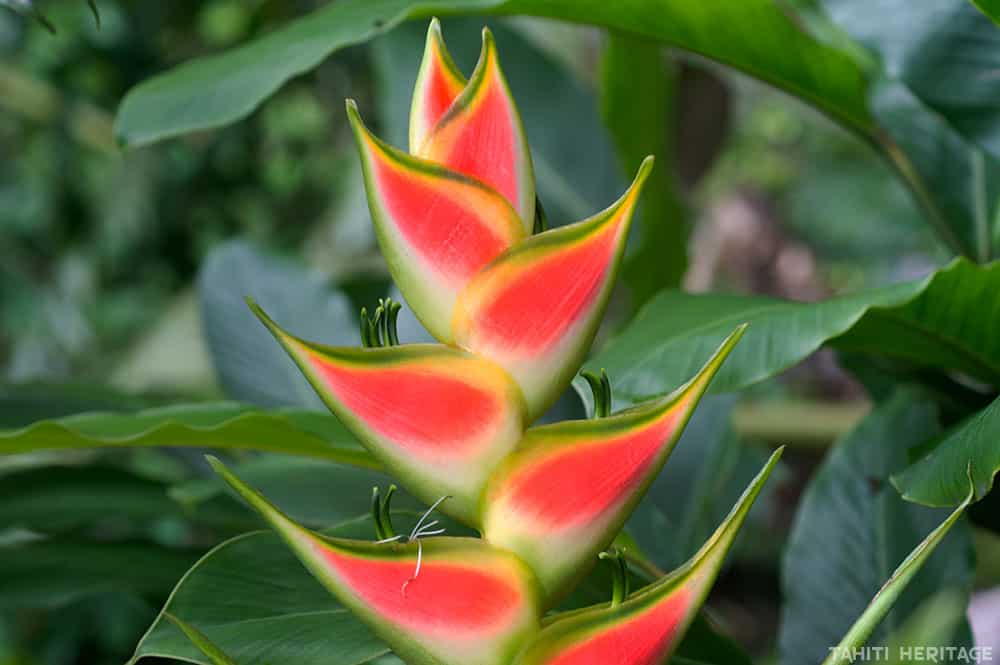 Balisier des Caraïbes - Heliconia queue de poissons, Heliconia Buhea © Tahiti Heritage