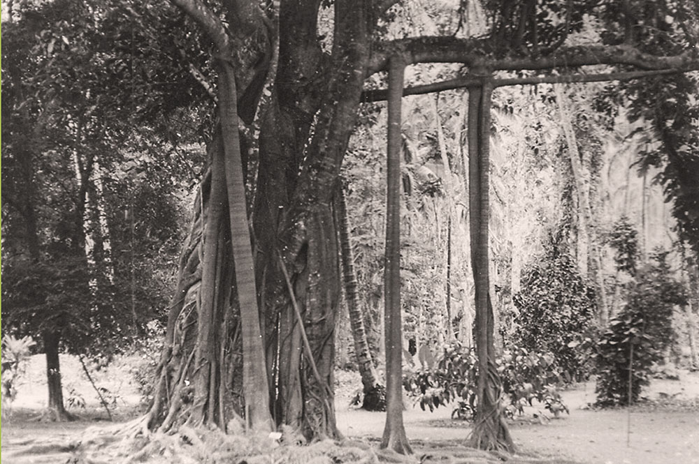 Banian du jardin botanique de Tahiti en 1970