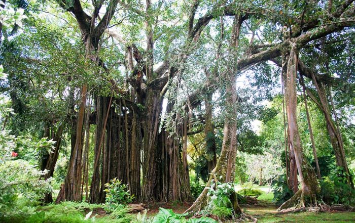 Banian du jardin botanique de Tahiti en 2011