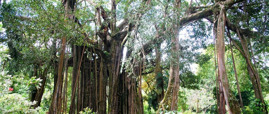 Banian du jardin botanique de Tahiti en 2011