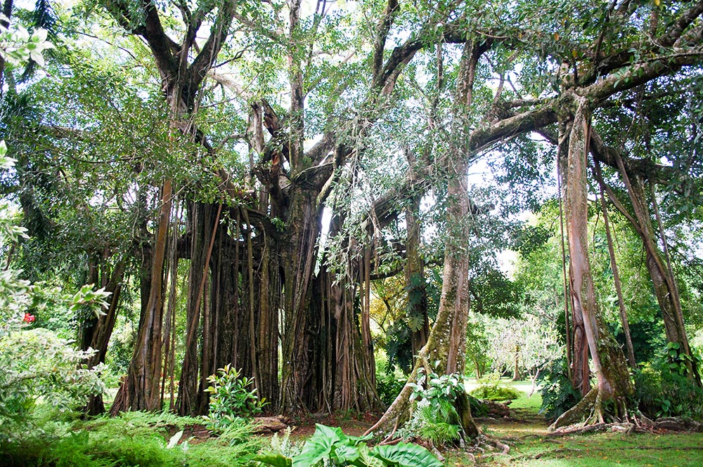 Banian du jardin botanique de Tahiti en 2011