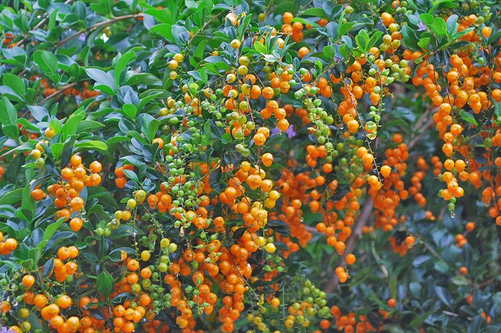 Graines d'or de Durante (Duranta) © Tahiti Heritage