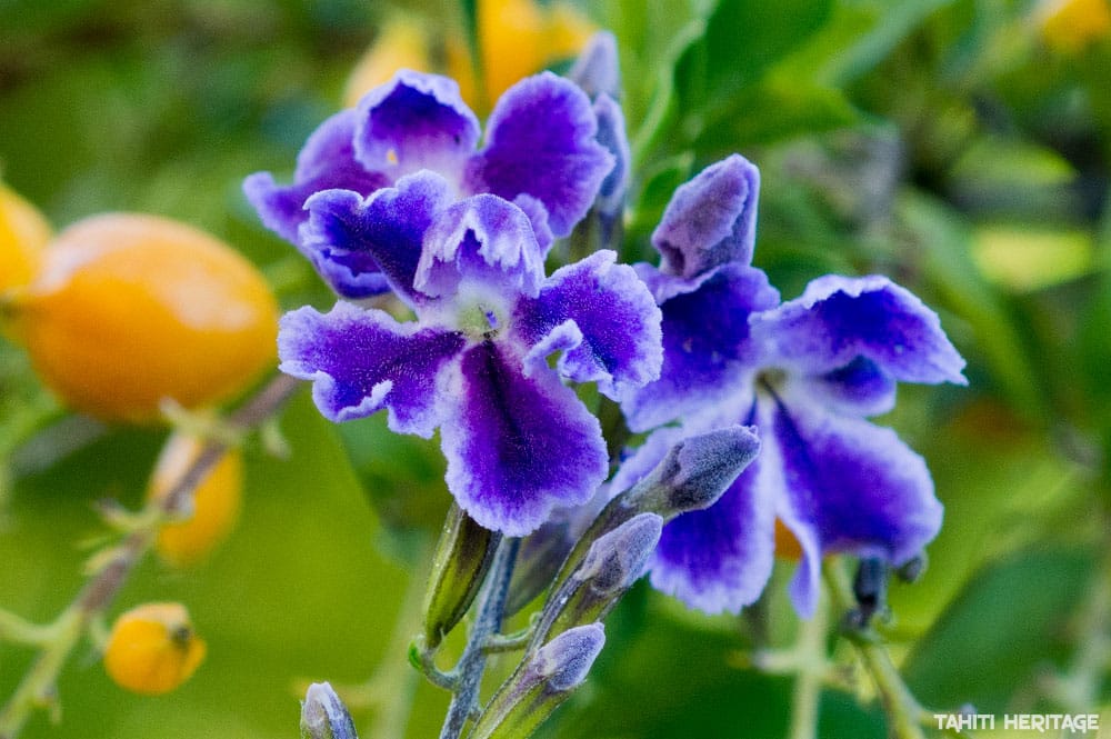 Fleur de Durante (Duranta), la violette de Tahiti. © Tahiti Heritage