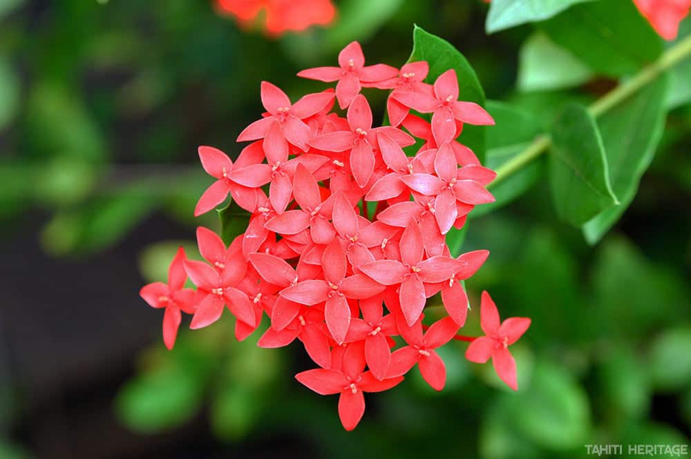 Ixora de Tahiti - ixora coccinea. © Tahiti Heritage