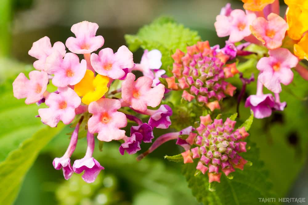 Lantana de Tahiti