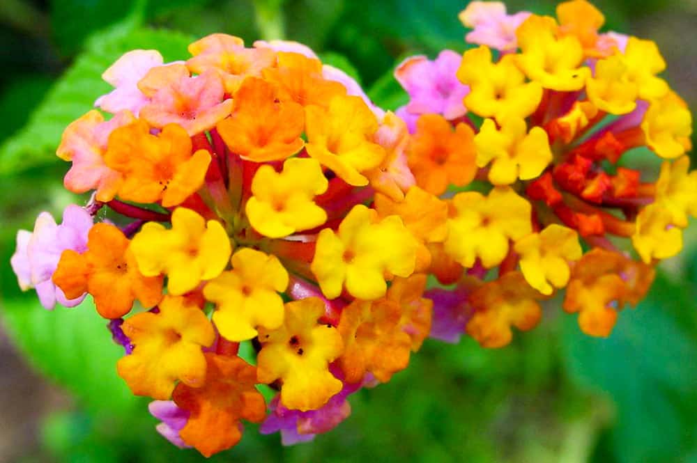 Lantana camara jaune orange