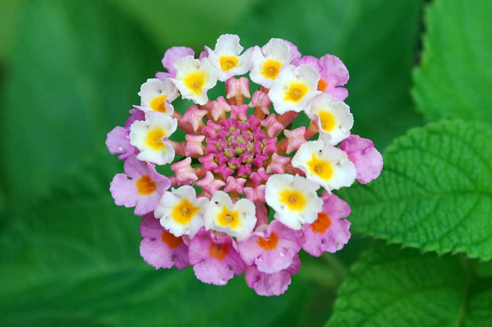 Lantana camara rose