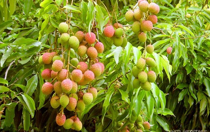 Litchi de Tahiti © Tahiti Heritage