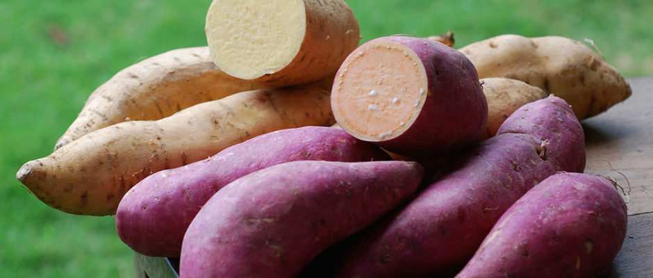 Papate douce, Ipomoea batatas, Umara. © Tahiti Heritage